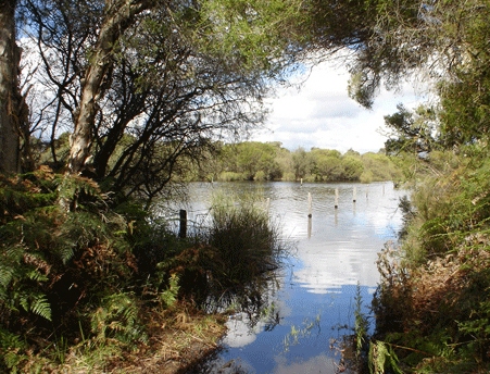 wetland