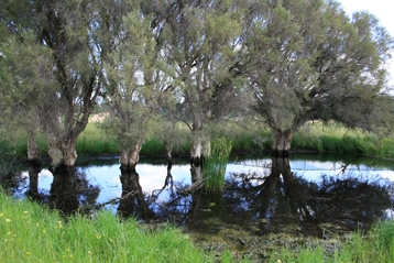 wetland